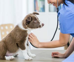 Veterinary medicine